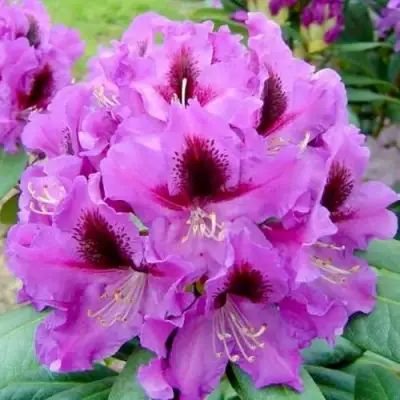 Рододендрон РАСПУТИН в Слуцке