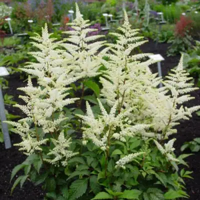 Астильба БРАУТШЛЕЙЕР Арендса в Слуцке