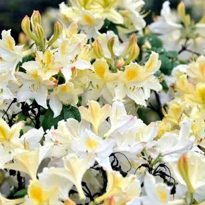 Азалия ДАВИЗИ листопадная в Слуцке