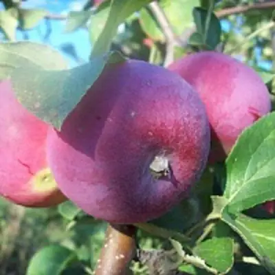 Яблоня СЕРЕБРЯНОЕ КОПЫТЦЕ в Слуцке