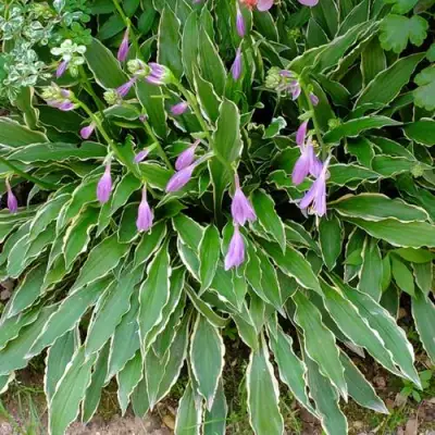 Хоста СТИЛЕТТО гибридная в Слуцке