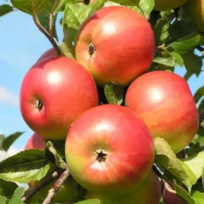 Яблоня ФРИДОМ в Слуцке