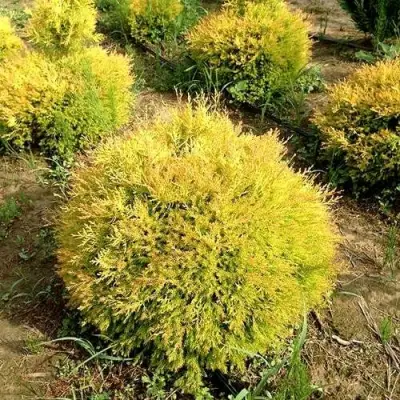 Туя ГЛОБОЗА АУРЕА западная в Слуцке