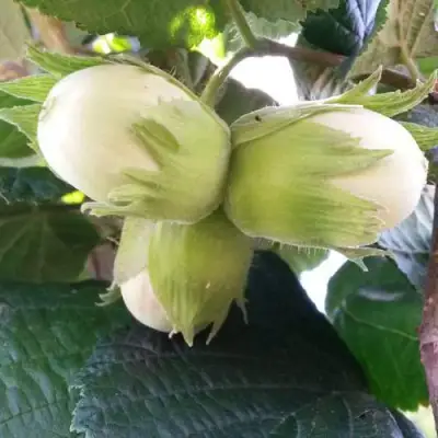 Фундук ЮННАТ в Слуцке