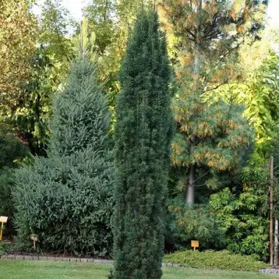 Тис ВОЙТЕК средний  в Слуцке