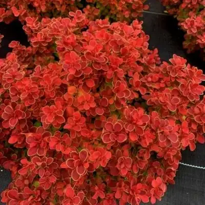 Барбарис РЕД ХОТ ЧИЛИ тунберга в Слуцке