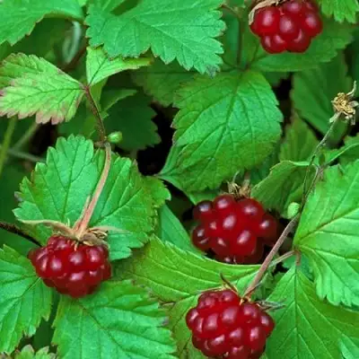 Княженика АУРА в Слуцке