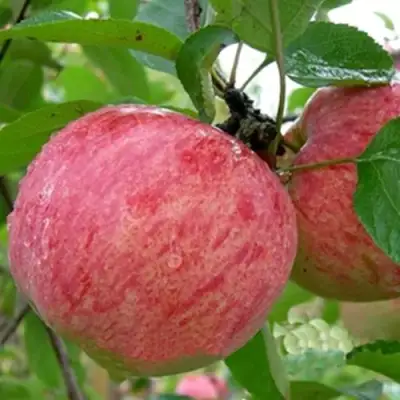 Яблоня ШТРИФЕЛЬ в Слуцке