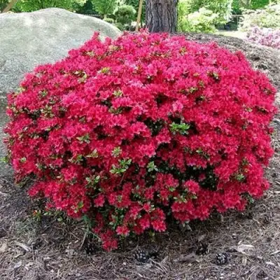 Азалия КАНЗОНЕТТА японская в Слуцке