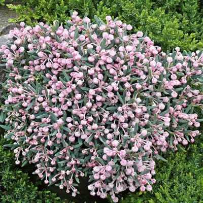 Андромеда БЛЮ АЙС многолистная   в Слуцке