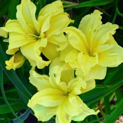 Лилейник ДАБЛ РИВЕР ВАЙ гибридный в Слуцке