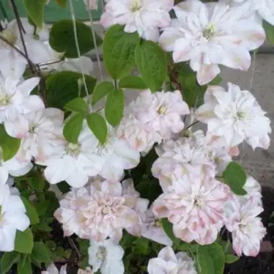 Клематис ИННОСЕНТ БЛАШ в Слуцке