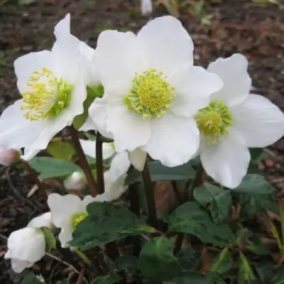 Морозник ЧЕРНЫЙ в Слуцке