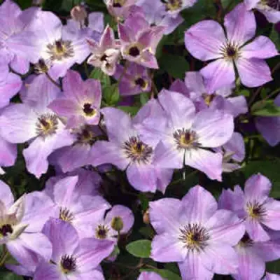 Клематис МОНИНГ СКАЙ в Слуцке