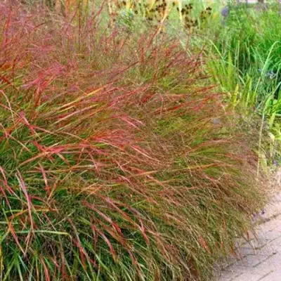 Просо ШЕНАНДО прутьевидное в Слуцке