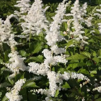 Астильба ДОЙЧЛАНД японская в Слуцке