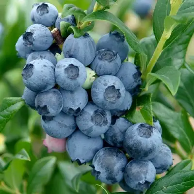 Голубика ХАРДИБЛЮ в Слуцке