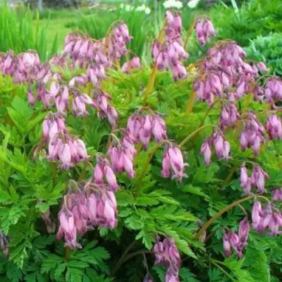 Дицентра изящная в Слуцке