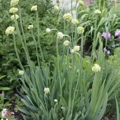 Лук слизун в Слуцке