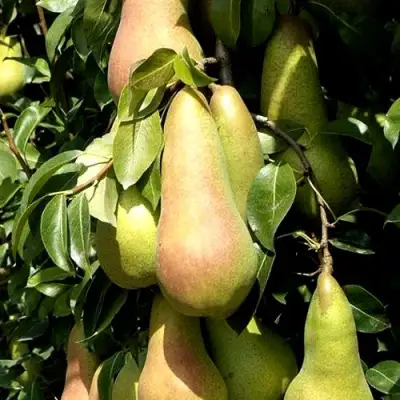 Груша КОНКОРД в Слуцке