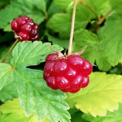 Княженика АННА в Слуцке