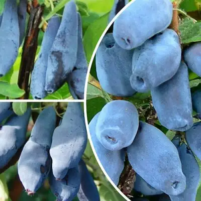 Комплект СИЯНИЕ ГЛАЗ в Слуцке