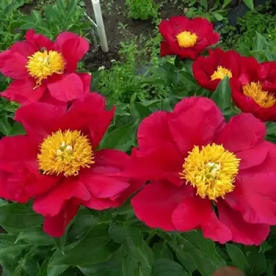 Пион АМЕРИКА травянистый в Слуцке