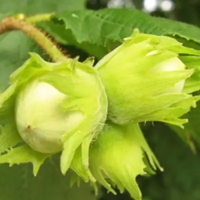 Фундук КАТАЛОНСКИЙ в Слуцке