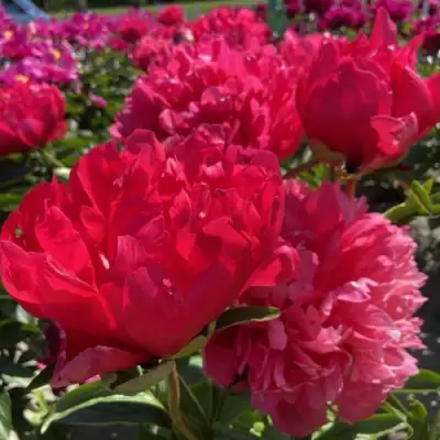 Пион БЕЛГРАВИЯ травянистый в Слуцке