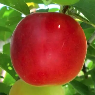 Плумкот БИРИКОККОЛО БОЛОГНЕС в Слуцке