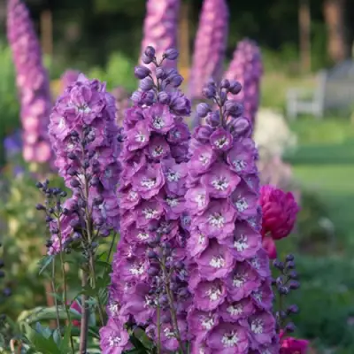 Дельфиниум ДЕЛЬФИС ПИНК ПАУЭ высокий в Слуцке