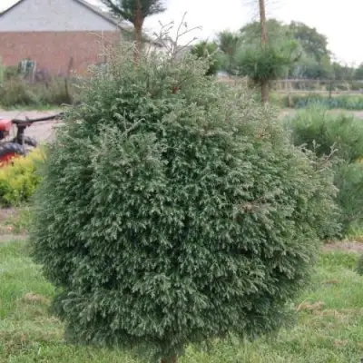 Туя вересковидная в Слуцке