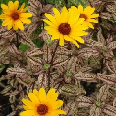 Гелиопсис САММЕР ПИНК в Слуцке