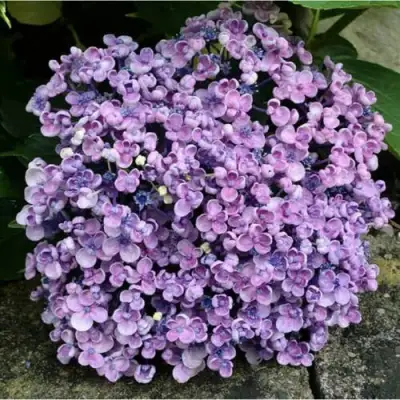 Гортензия АИША крупнолистная  в Слуцке