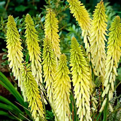 Книфофия ЛИТТЛ МЕЙД гибридная в Слуцке