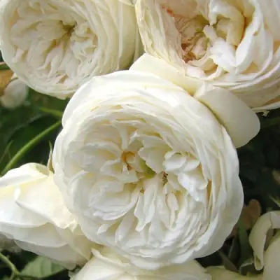 Роза АРТЕМИС шраб в Слуцке