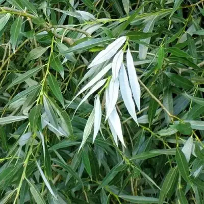 Ива ломкая  в Слуцке