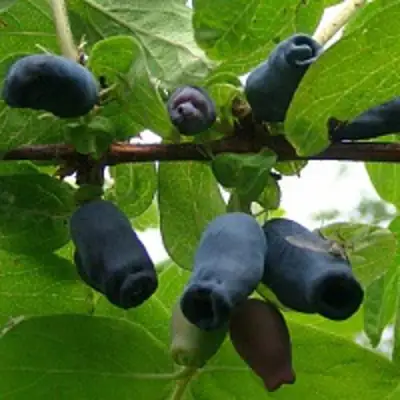 Жимолость съедобная НАРЫМСКАЯ в Слуцке