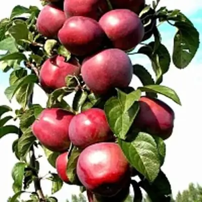 Яблоня МОСКОВСКОЕ ОЖЕРЕЛЬЕ колонновидная в Слуцке