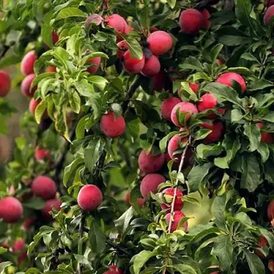 Слива КЛЕОПАТРА в Слуцке