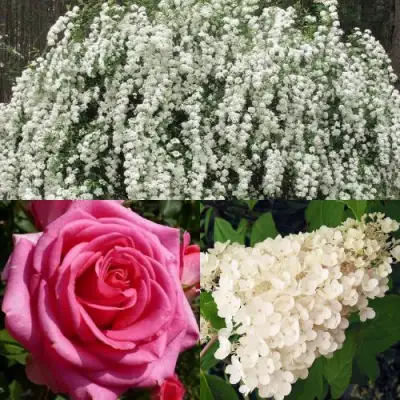 Комплект ВЕЧНАЯ КЛАССИКА в Слуцке