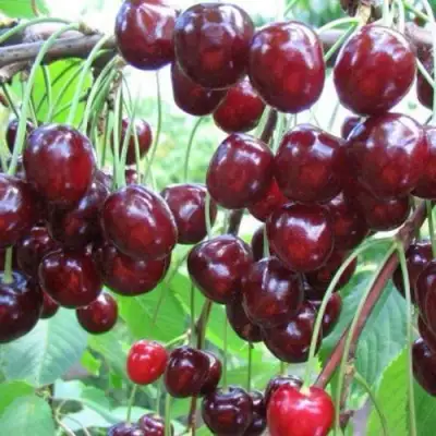 Черешня ОВСТУЖЕНКА в Слуцке