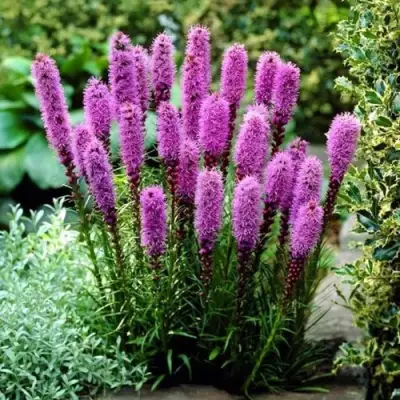 Лиатрис РОЗЕА колосковая в Слуцке