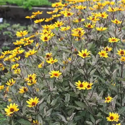 Гелиопсис САММЕР ПИНК в Слуцке