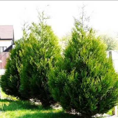 Туя АТРОВИРЕНС складчатая в Слуцке