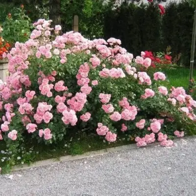 Роза БОНИКА флорибунда в Слуцке