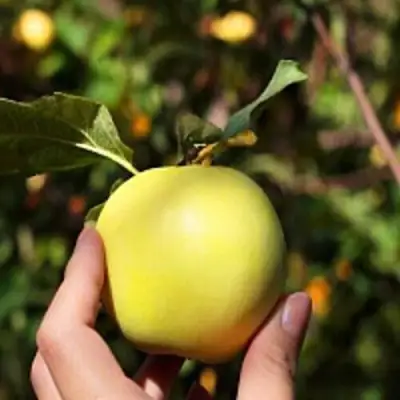 Яблоня РОССИЯНКА в Слуцке