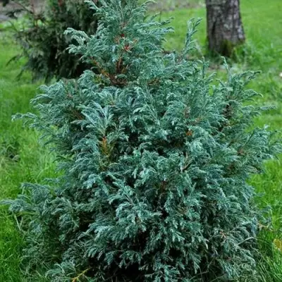 Кипарисовик БЕБИ БЛЮ горохоплодный в Слуцке