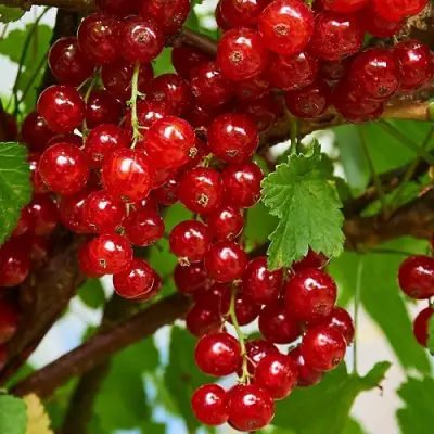 Смородина красная НАТАЛИ в Слуцке