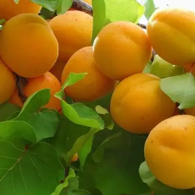 Абрикос ЖИГУЛЕВСКИЙ СУВЕНИР в Слуцке